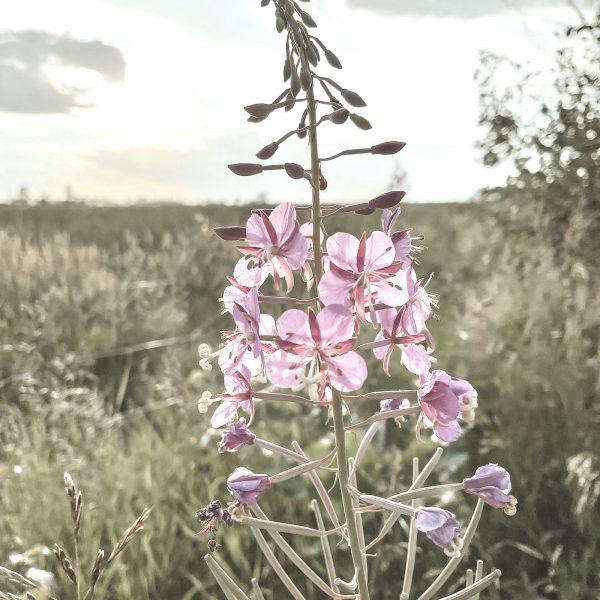 Prairie Photos