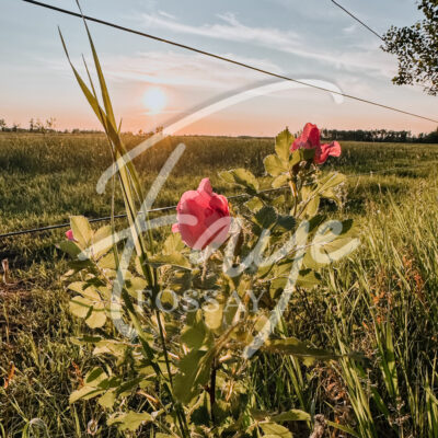 Manitoba Prairie Rose