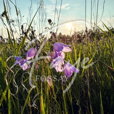 Manitoba Prairie Pasture Meadow Bluebell Bellflower