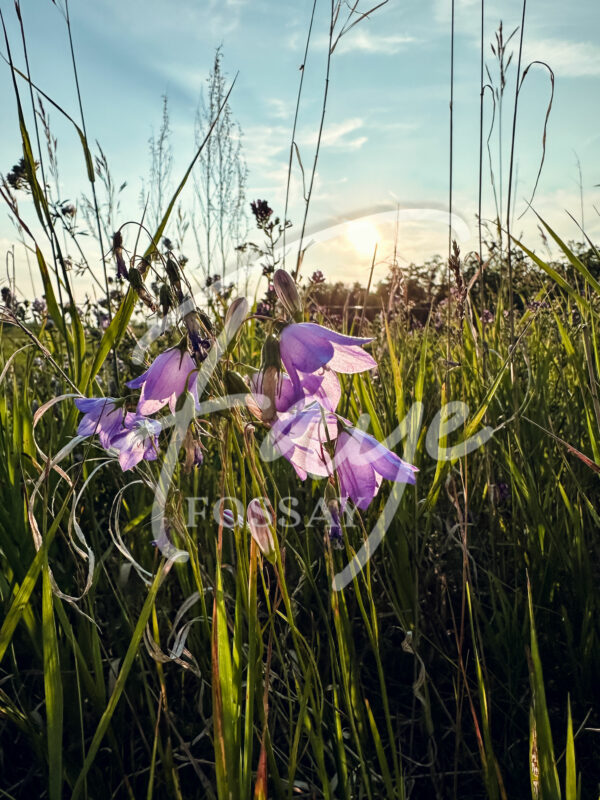 Manitoba Prairie Pasture Meadow Bluebell Bellflower